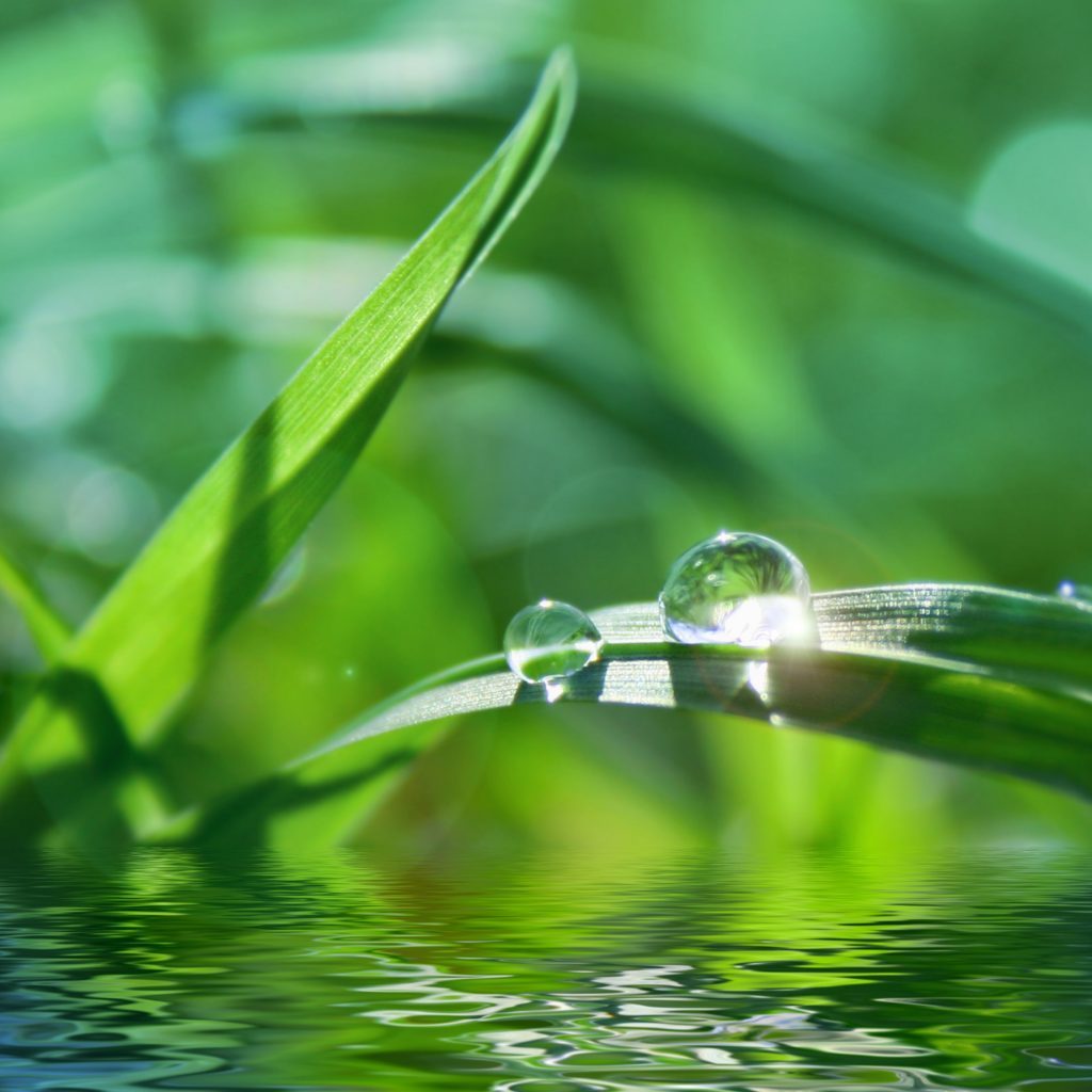crisp-green