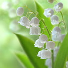 Luxurious Fresh Perfume - fresh-floral