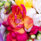 Gentle Floral Perfume