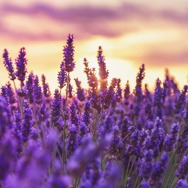 Best Herbal Perfume
