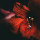 Sensual Perfume - floral
