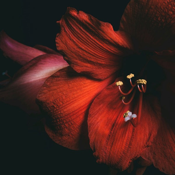 Sensual Perfume - floral