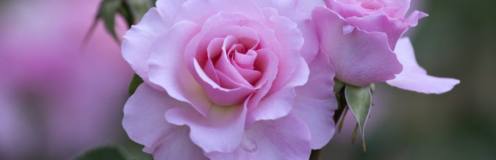 Floral Perfume Blends
