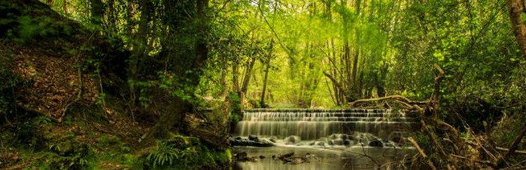 Woodsy Perfume Blends