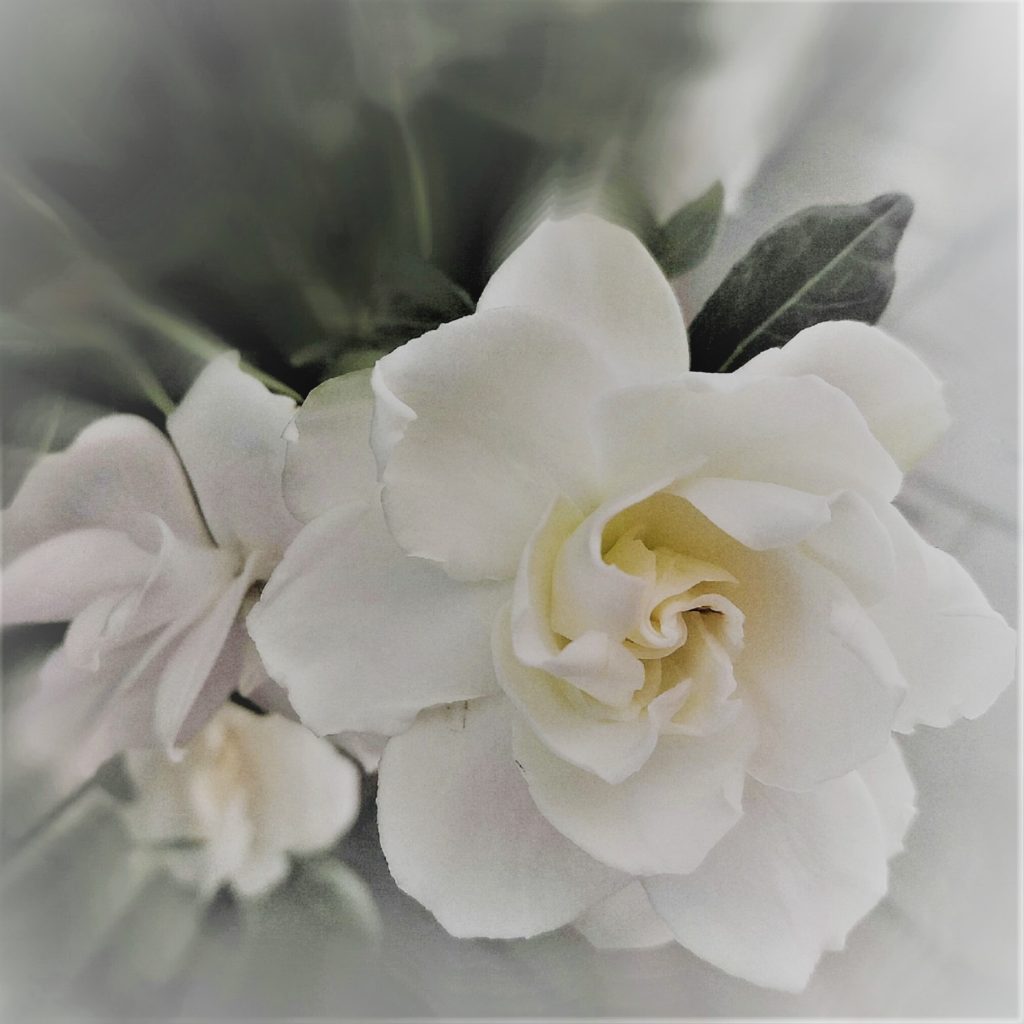 Natural Flower Perfume