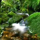 Earthy Perfumes - earthy-mossy