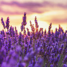 Best Herbal Perfume 